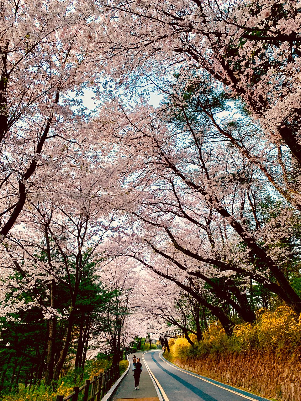 Nami – Jeju: Vẻ đẹp khó cưỡng của mùa xuân xứ kim chi - 1