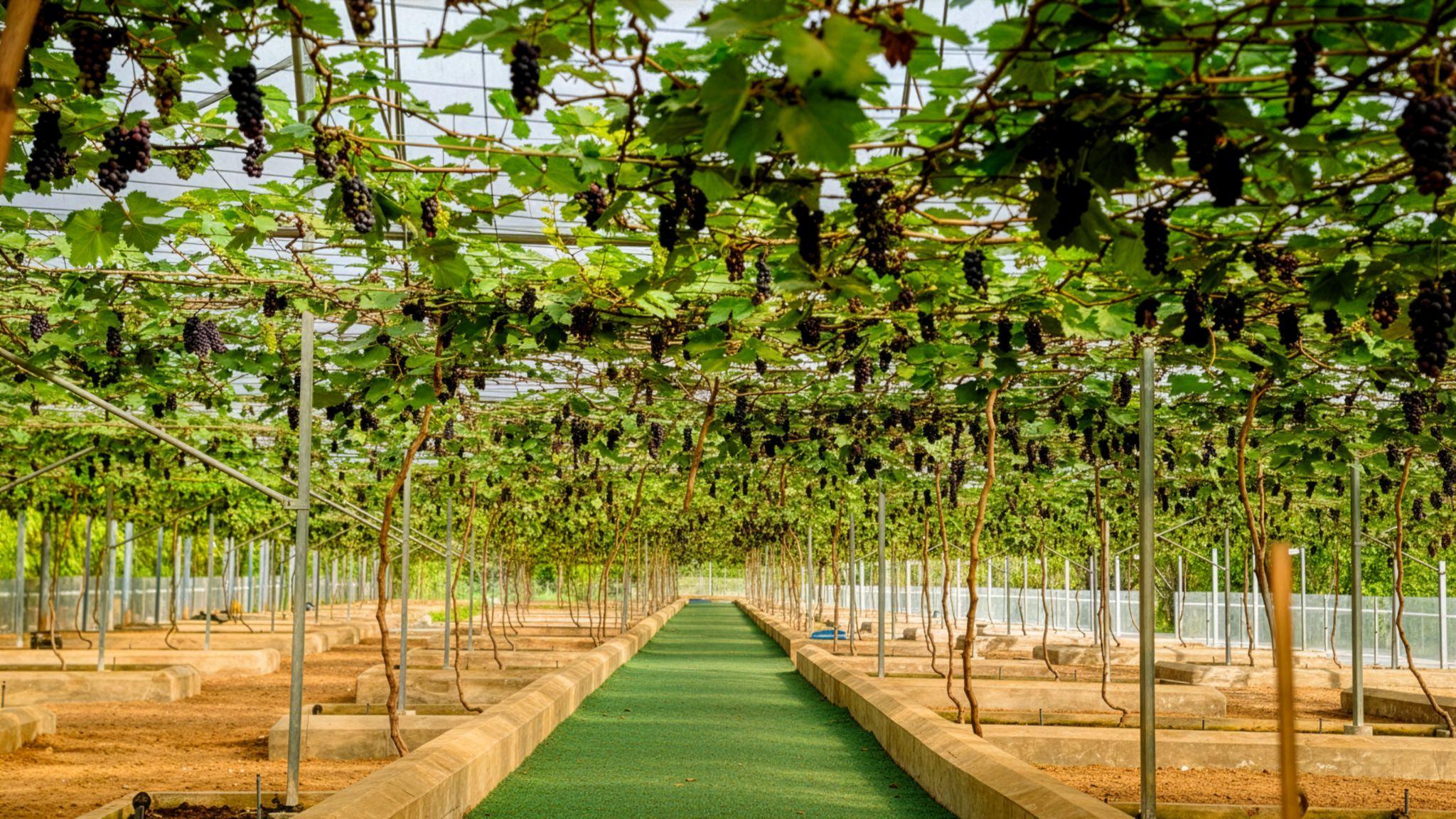 Một ngày xanh thật xanh giữa lòng thành phố du lịch Sơn Tiên - 2