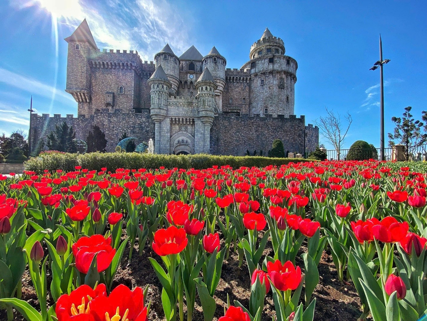 Những thiên đường hoa không thể bỏ lỡ ngày 8/3 tại Việt Nam - 2