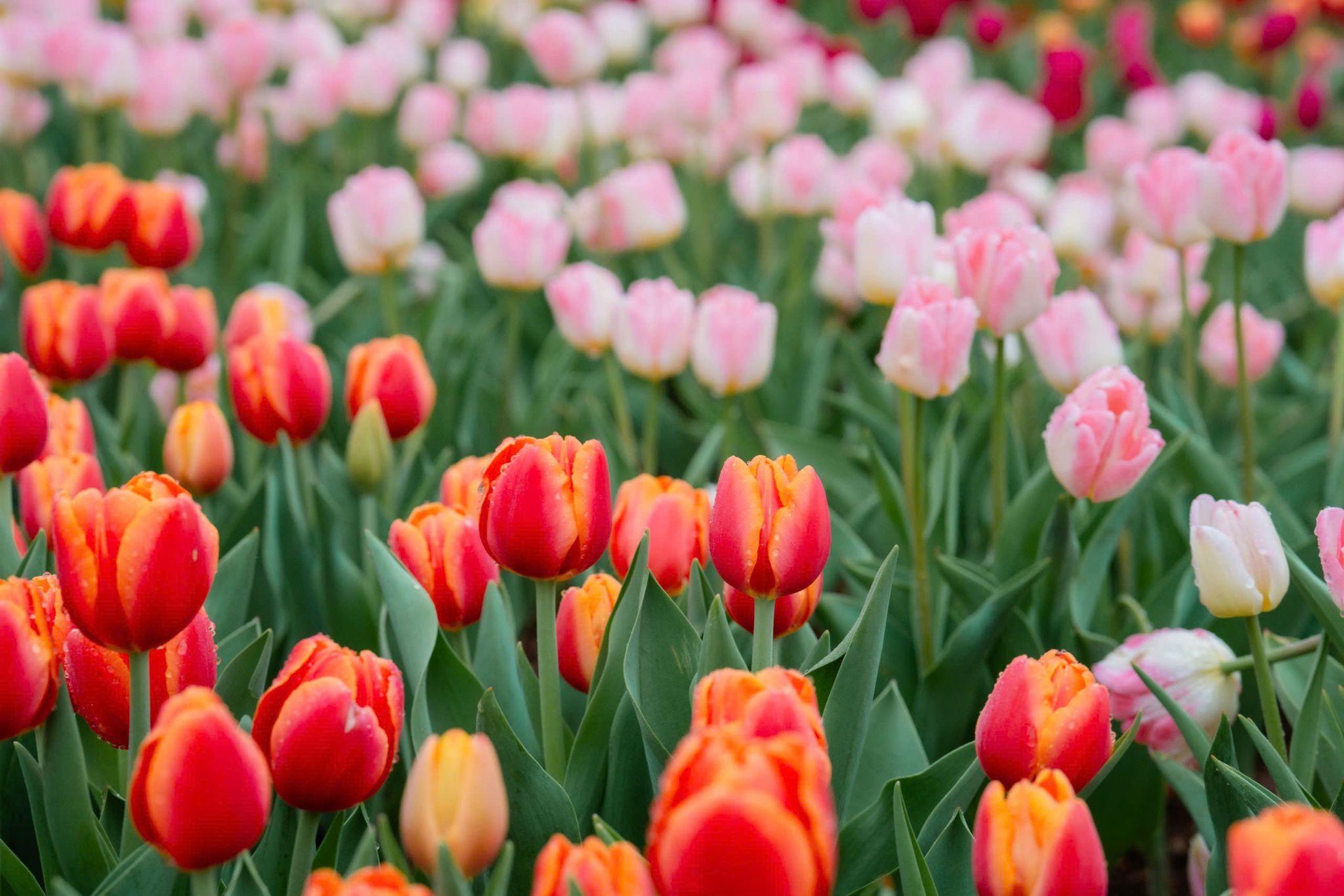 Du khách quốc tế tấp nập chiêm bái núi Bà Đen - 6