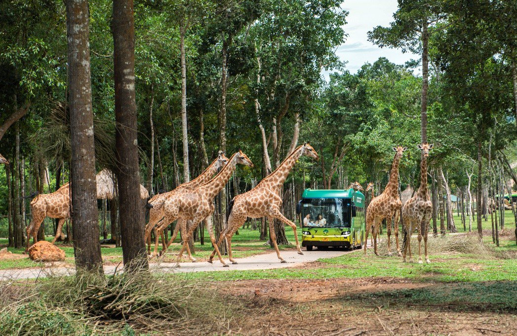 Khám phá bộ đôi trải nghiệm “chạm đến hoang dã” siêu hot tại Vinpearl Safari Phú Quốc - 7