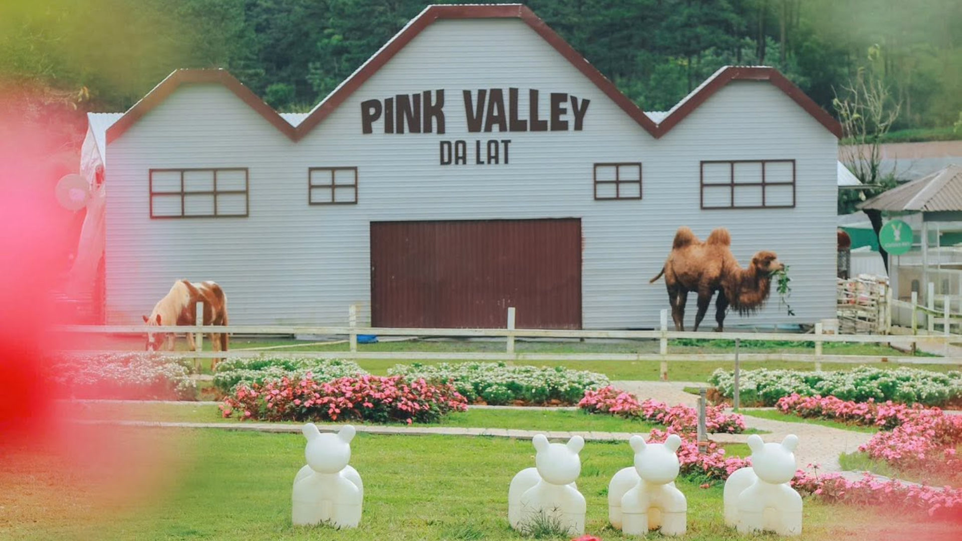 Pink Valley Đà Lạt có gì mà du khách liên tục rủ nhau đến trải nghiệm? - 1