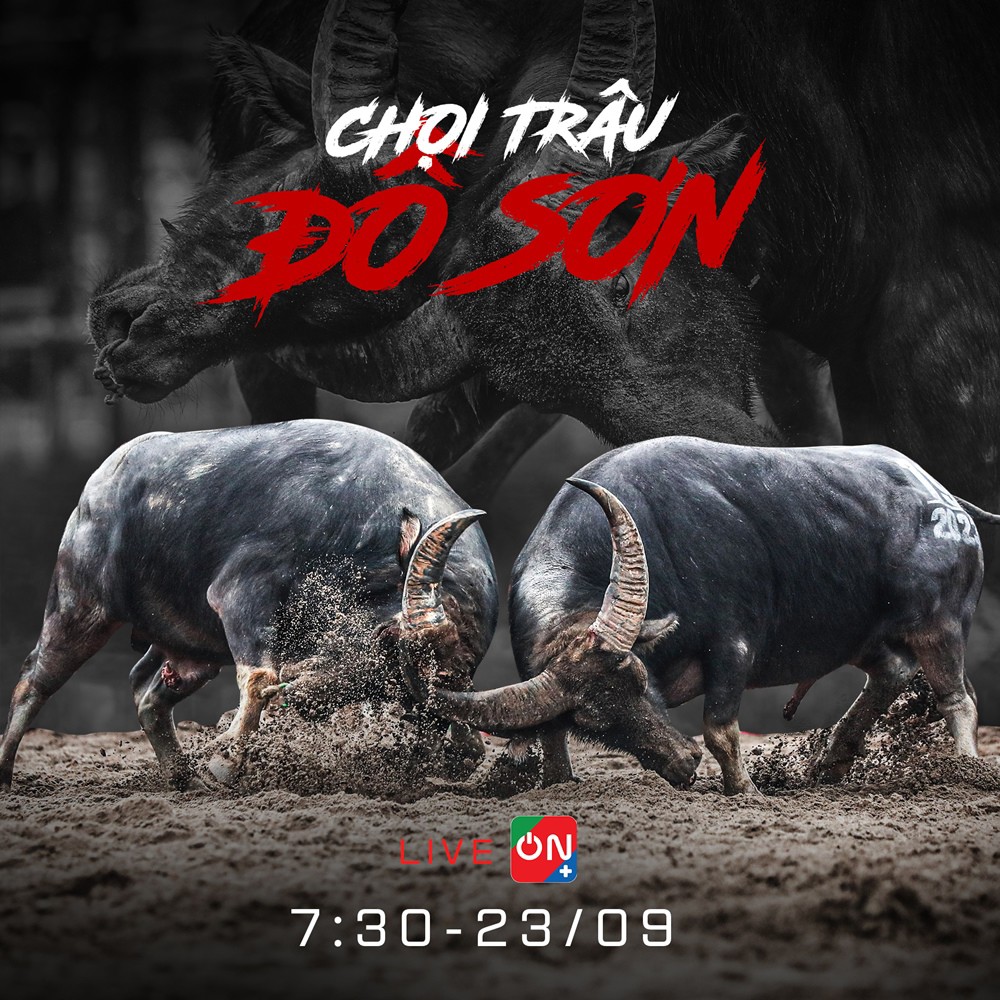 Xem Lễ hội Chọi trâu Đồ Sơn trên ứng dụng ON Plus của VTVcab - 1