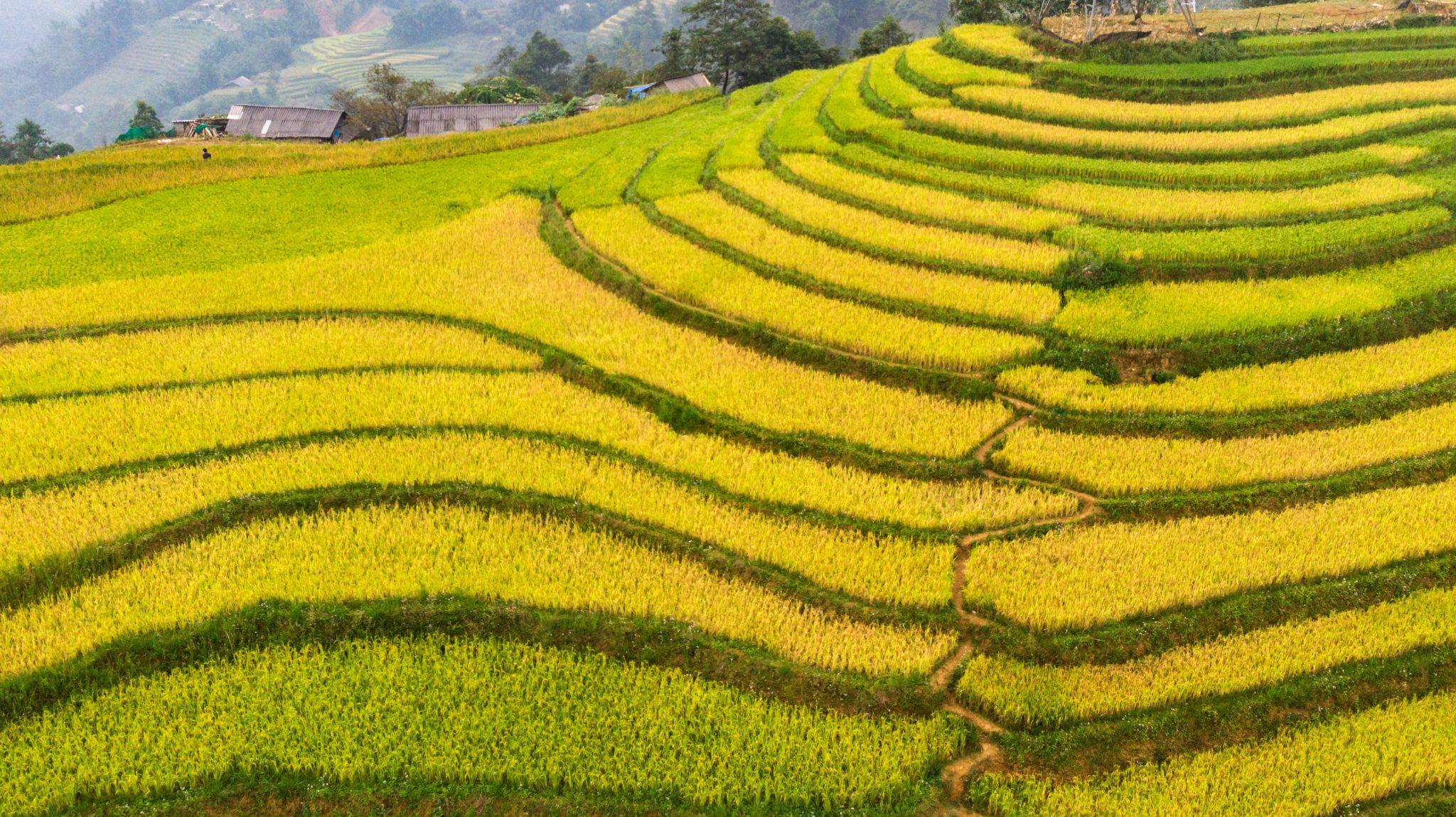 Cẩm nang du lịch: Hà Nội rợp cờ hoa kết hợp Sa Pa lúa vàng 2/9 - 1