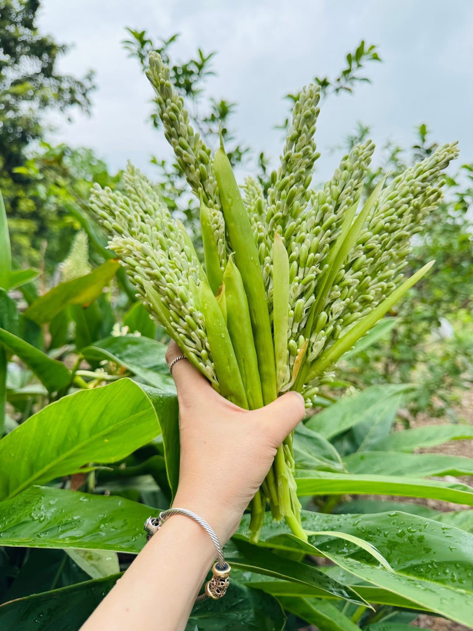 Loại hoa ít người biết đến, kho với cá vừa thơm vừa "tốn cơm" - 1