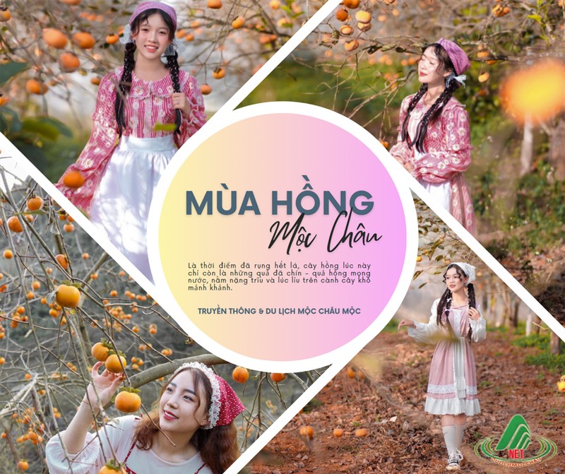 Kinh nghiệm chụp ảnh vườn hồng đẹp khi du lịch Mộc Châu tháng 11 - 1