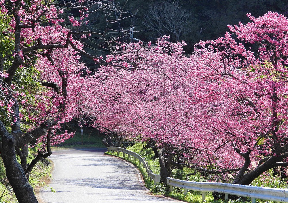 Khám phá Okinawa Nhật Bản cùng Ginatour: Chuyến bay charter đặc biệt dịp Tết Nguyên đán 2025 - 3