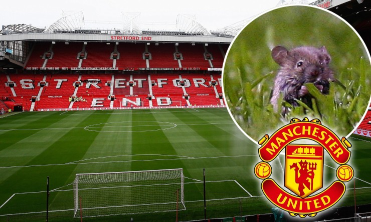 Tin mới nhất bóng đá sáng 24/12: MU khổ vì "thảm họa chuột" ở sân Old Trafford - 1