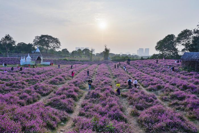 Giới trẻ đổ về vườn hoa ở Hà Nội chụp ảnh đầu năm - 1