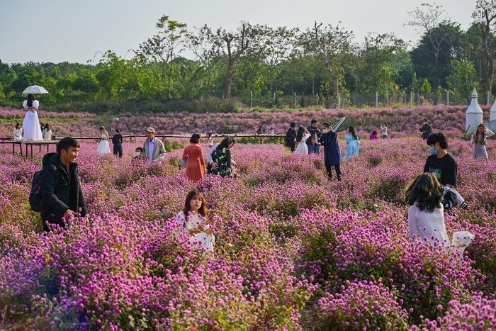 Giới trẻ đổ về vườn hoa ở Hà Nội chụp ảnh đầu năm - 2