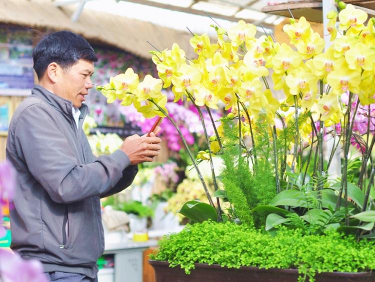 Hoa địa lan Đà Lạt nở sớm, nông dân lo lắng vì lan Trung Quốc bán tràn lan