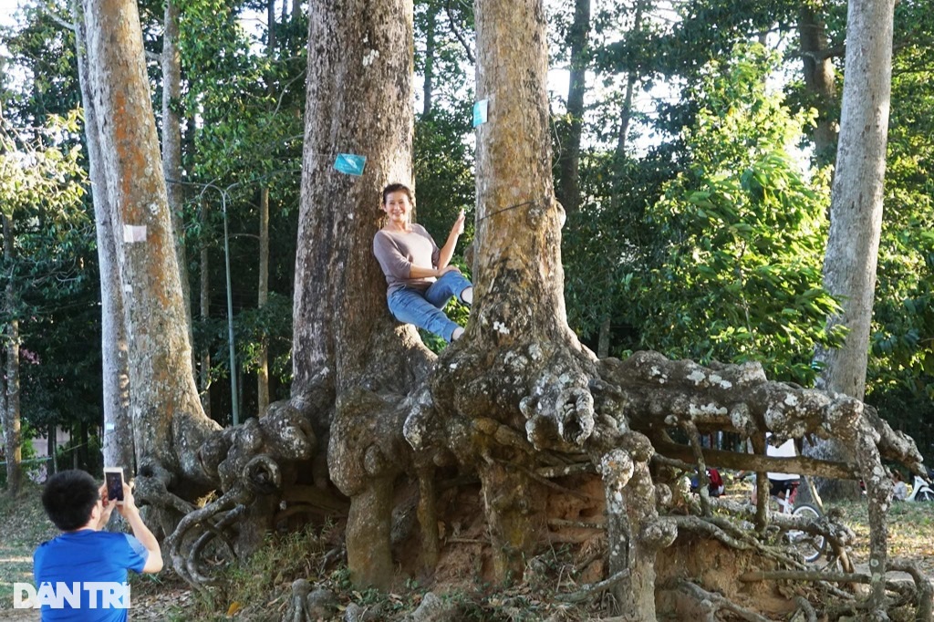 Ngắm những cây cổ thụ quanh ao nước "bước ra từ cổ tích" độc nhất Việt Nam - 2