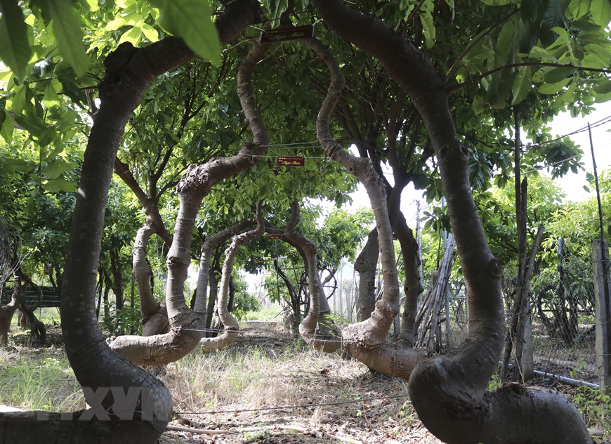 Khám phá vườn cây “Vô ưu” độc đáo được ghi danh kỷ lục Việt Nam - 6