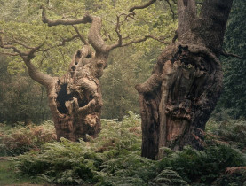 Những cánh rừng cổ đại huyền ảo ở Anh