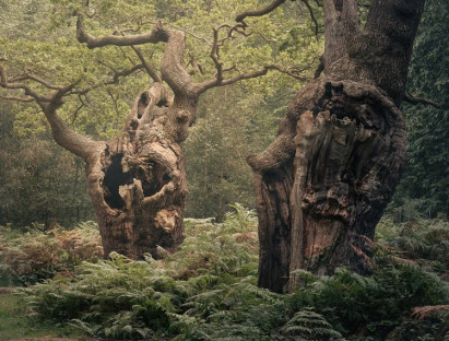Du khảo - Những cánh rừng cổ đại huyền ảo ở Anh