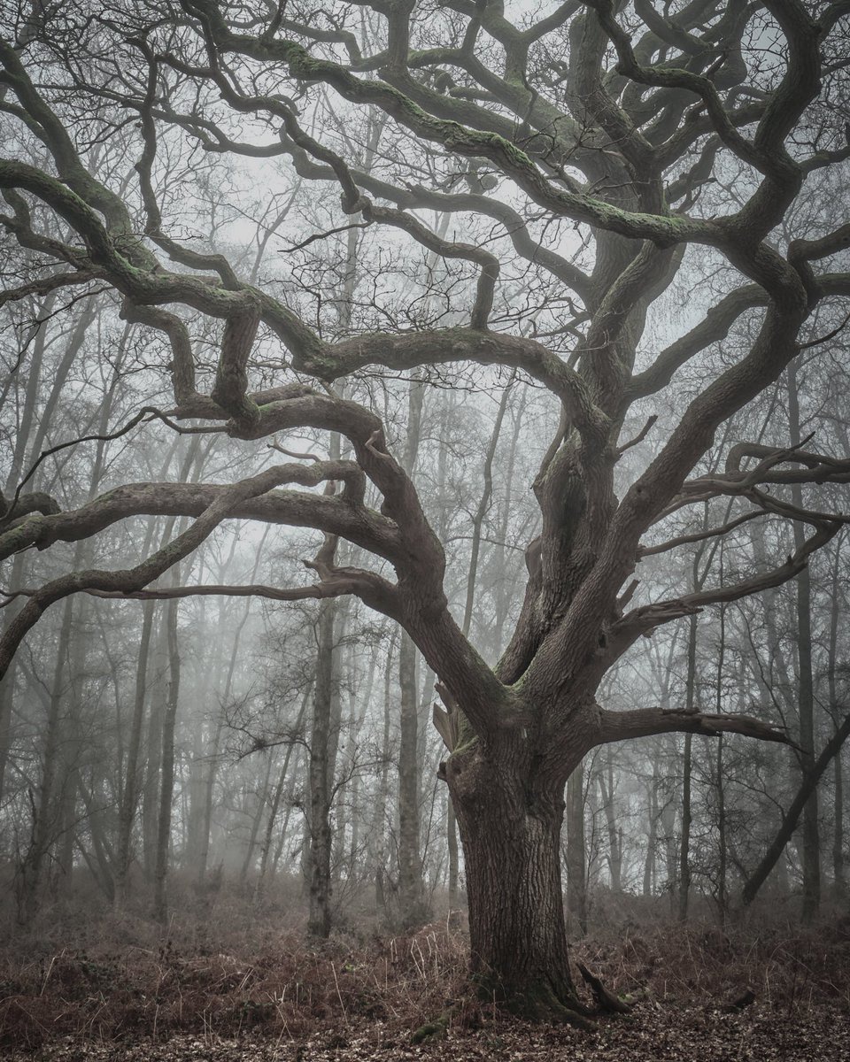 Những cánh rừng cổ đại huyền ảo ở Anh - 9