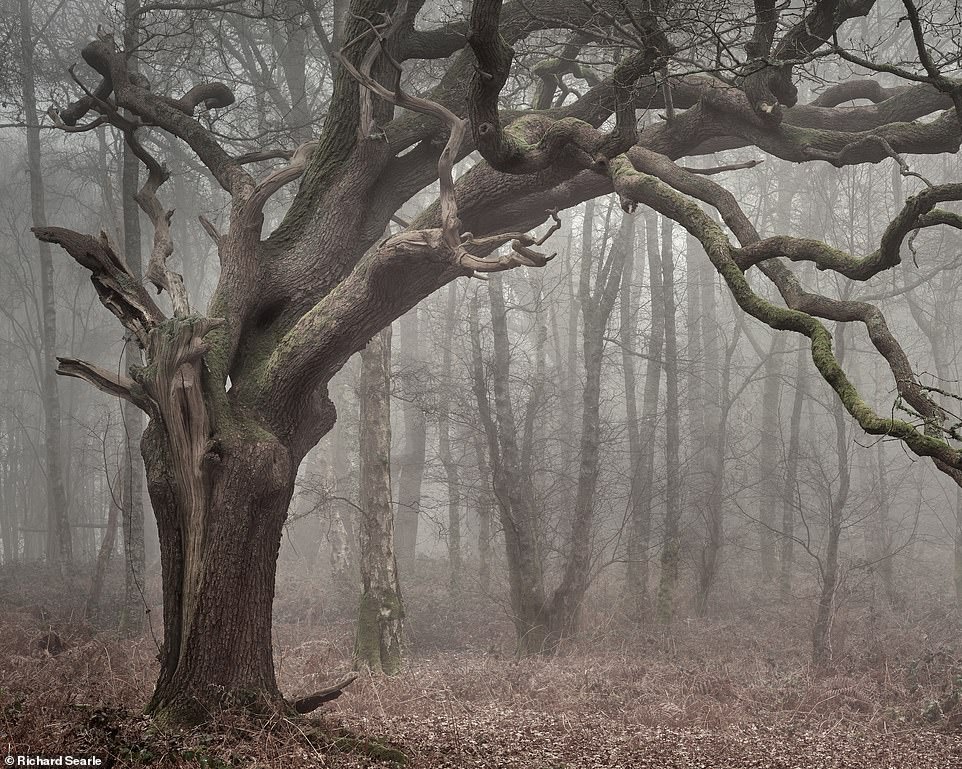 Những cánh rừng cổ đại huyền ảo ở Anh - 10