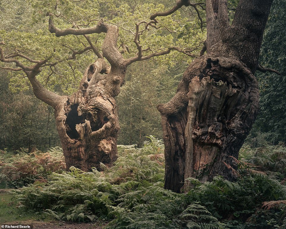 Những cánh rừng cổ đại huyền ảo ở Anh - 11