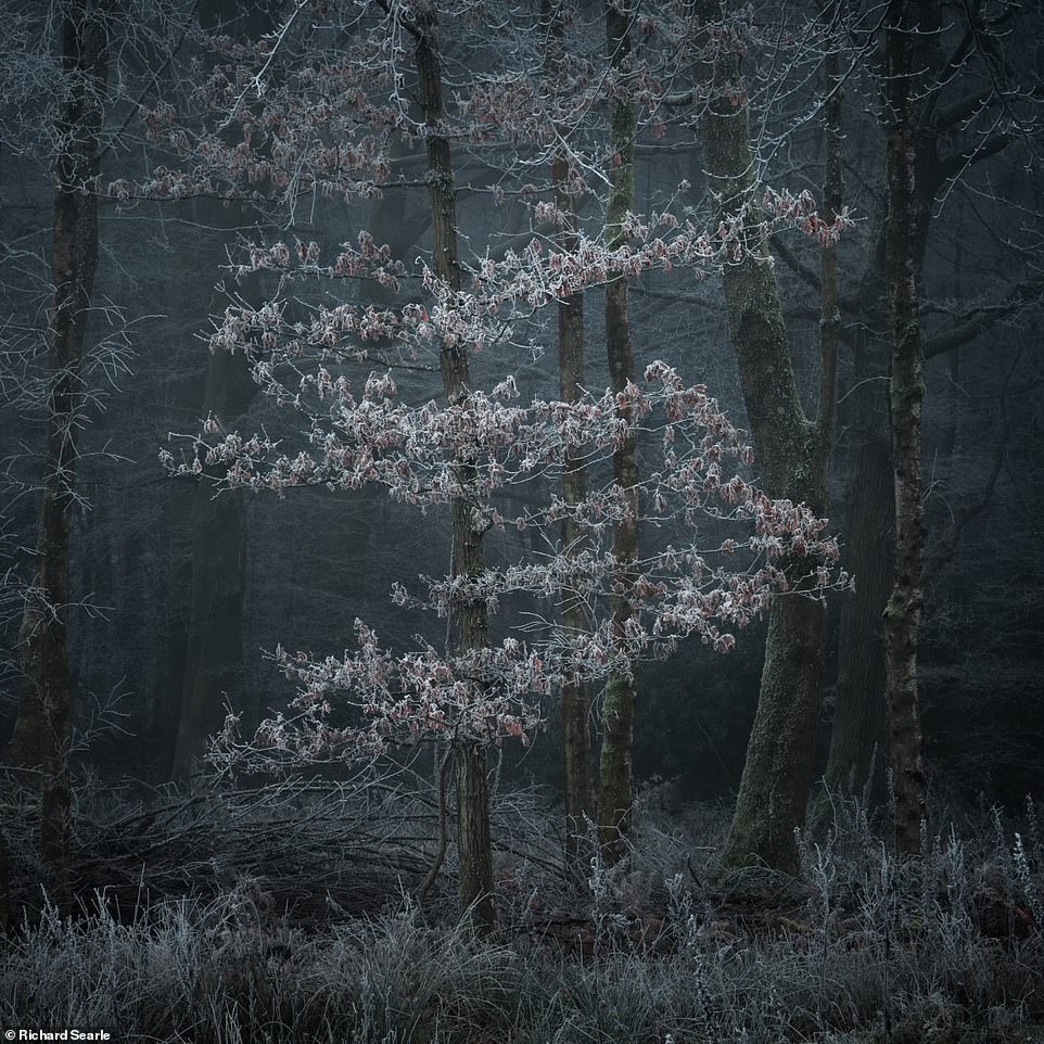 Những cánh rừng cổ đại huyền ảo ở Anh - 14
