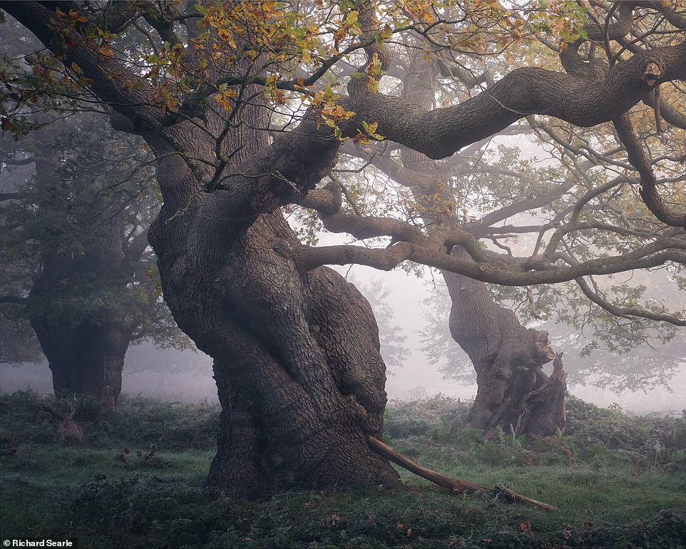 Những cánh rừng cổ đại huyền ảo ở Anh - 1