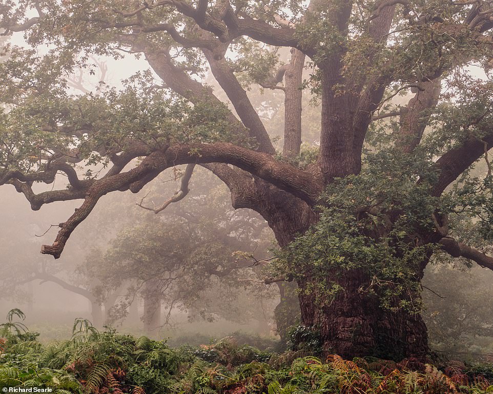 Những cánh rừng cổ đại huyền ảo ở Anh - 3