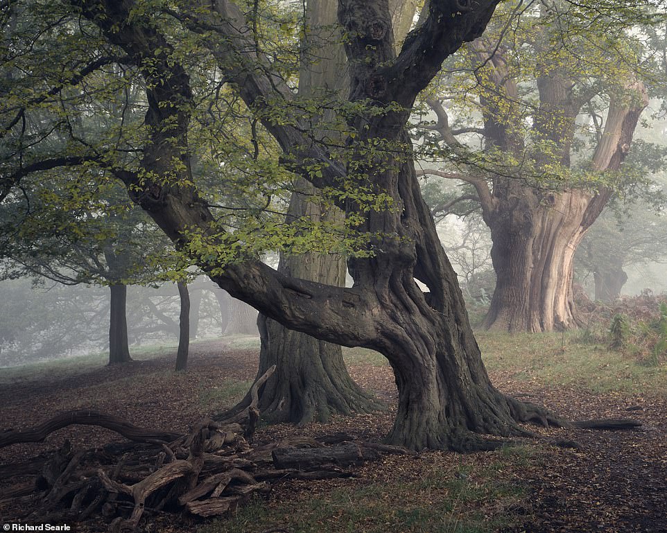 Những cánh rừng cổ đại huyền ảo ở Anh - 5
