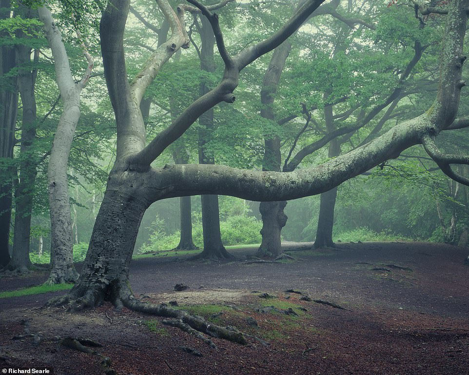 Những cánh rừng cổ đại huyền ảo ở Anh - 6