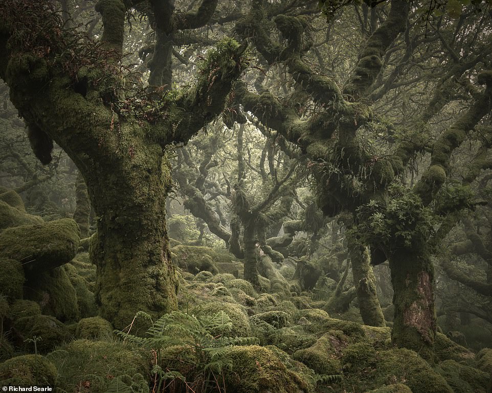 Những cánh rừng cổ đại huyền ảo ở Anh - 7