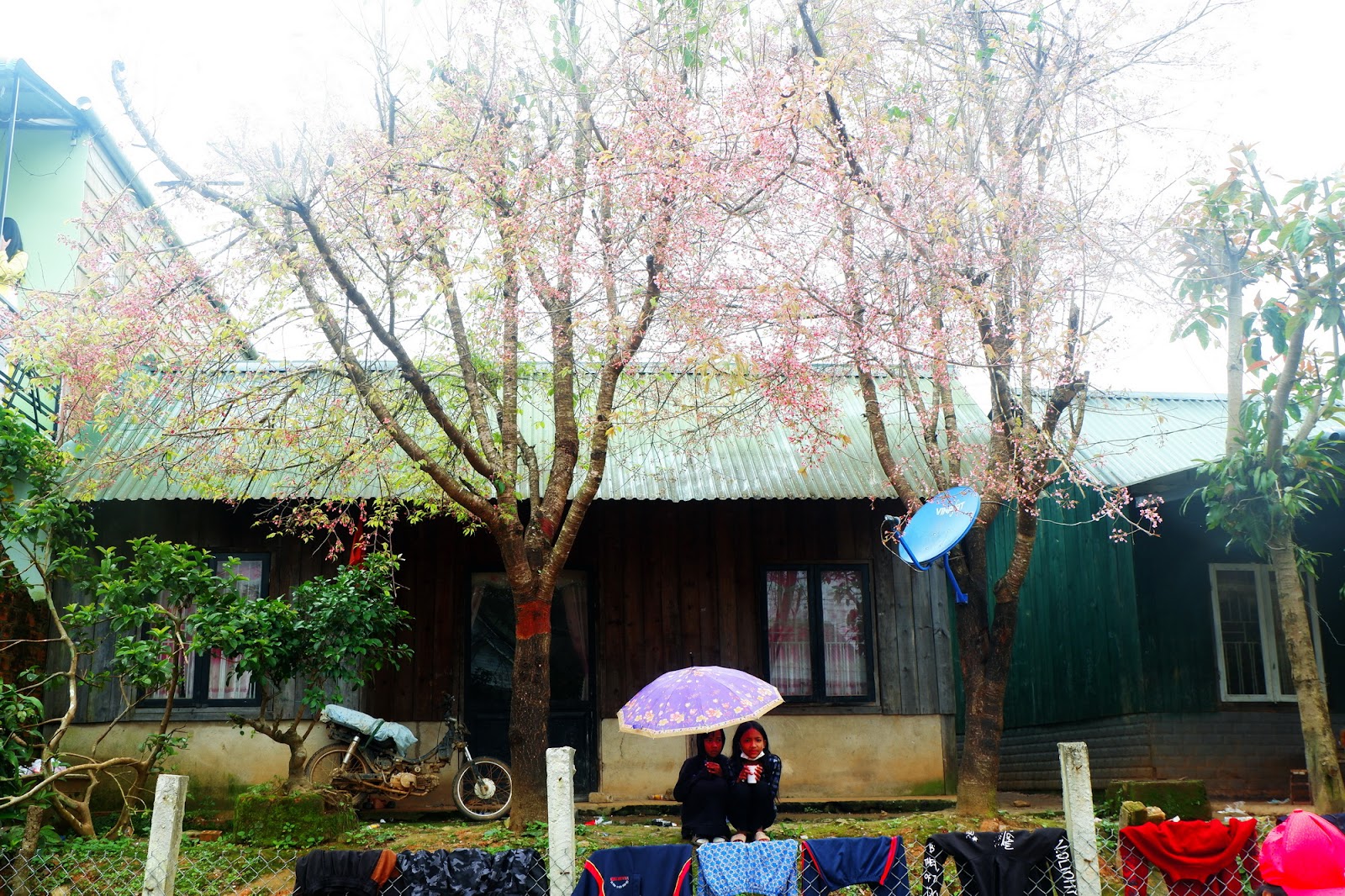 “Thành phố” hoa đào bung nở tuyệt đẹp ở một ngôi làng nhỏ bình yên - 7