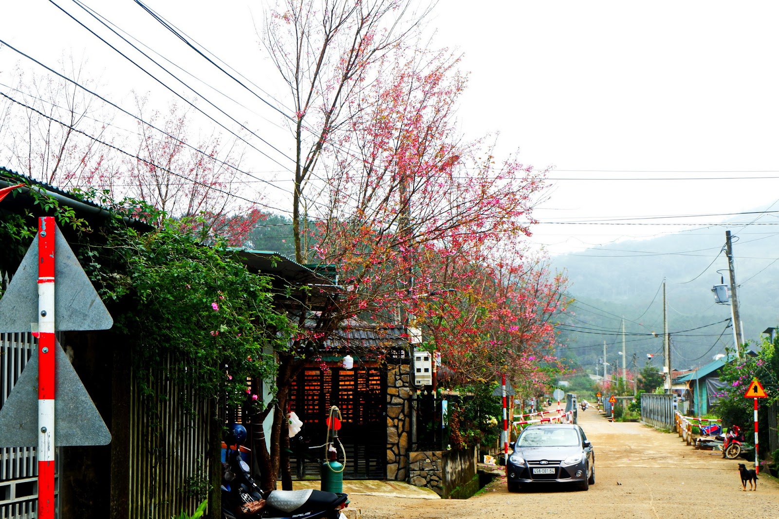 “Thành phố” hoa đào bung nở tuyệt đẹp ở một ngôi làng nhỏ bình yên - 1