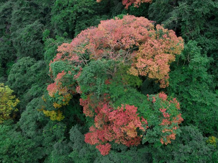 Phong Nha, mùa lá chuyển màu