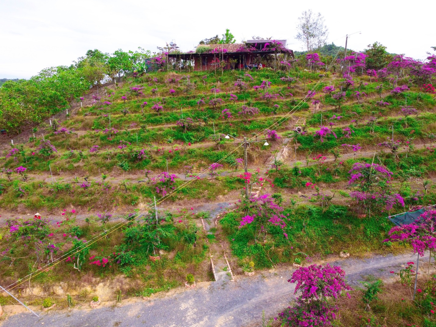 Mua 5.500 m2 đất cằn, chồng dựng "homestay giữa đồi hoa giấy" thoả ước mơ của vợ - 1