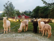 Rời TP.HCM về Đà Lạt trồng xương rồng, nuôi lạc đà alpaca