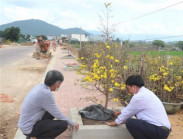 Tết Nhâm Dần 2022: Bình Định có tuyến đường hoa mai vàng đầu tiên
