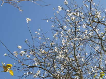 Du khảo - Mùa hoa ban trắng xuyến xao ở Đà Lạt