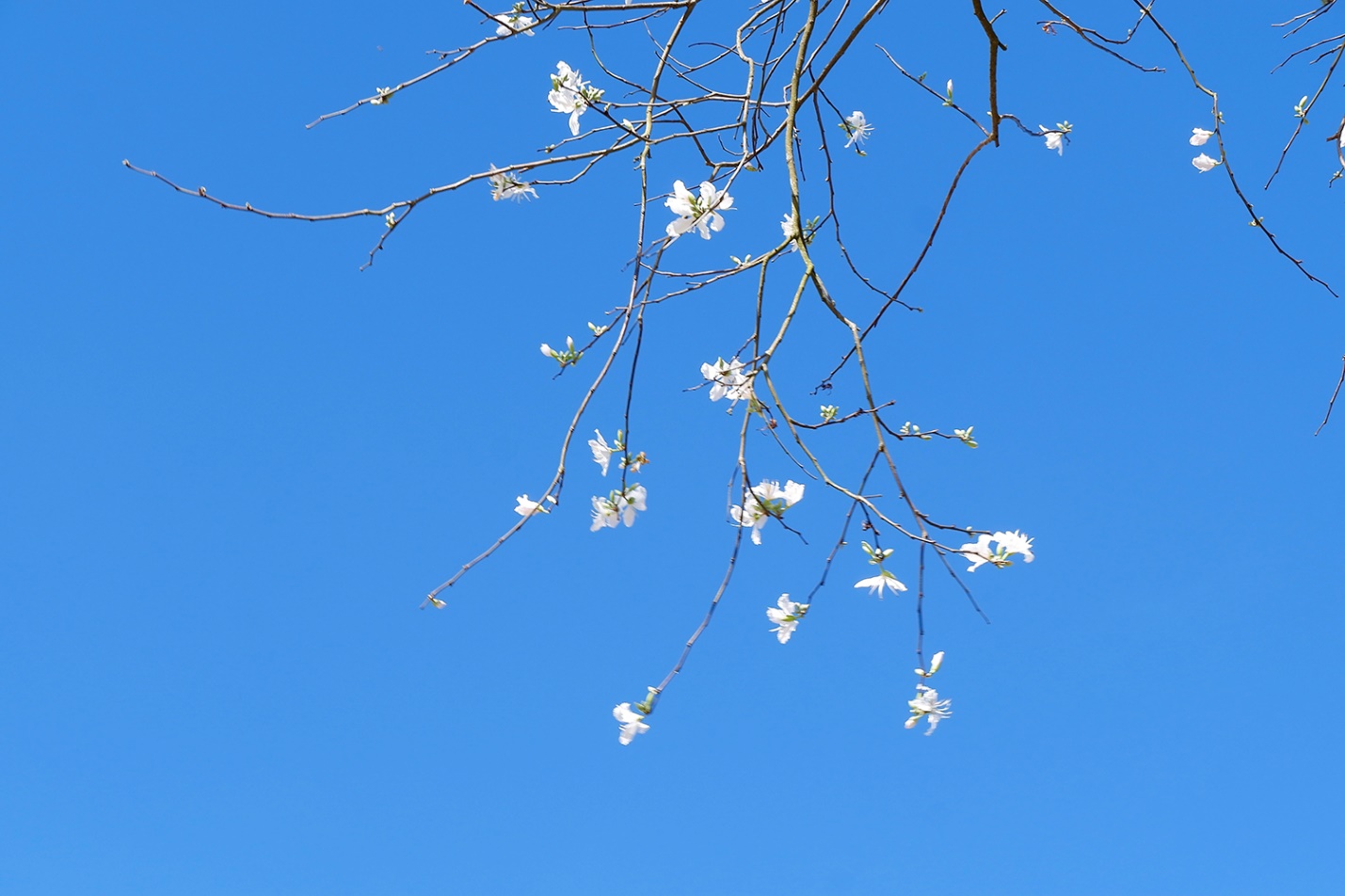 Mùa hoa ban trắng xuyến xao ở Đà Lạt - 2