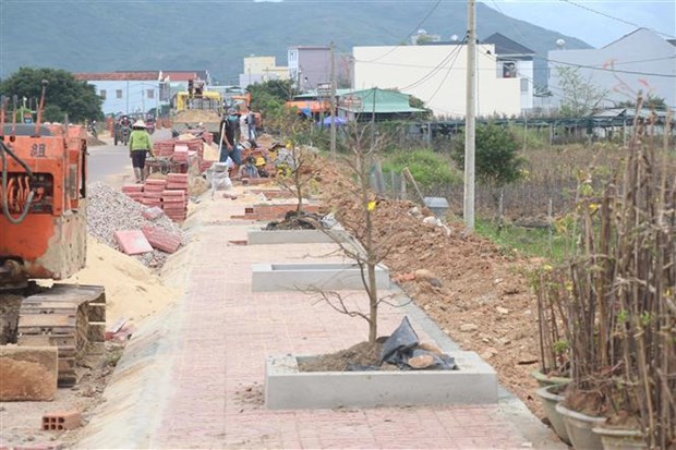 Tết Nhâm Dần 2022: Bình Định có tuyến đường hoa mai vàng đầu tiên - 2