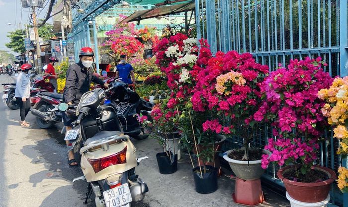 Hoa Tết khoe sắc rực rỡ trên đường phố TP.HCM - 6