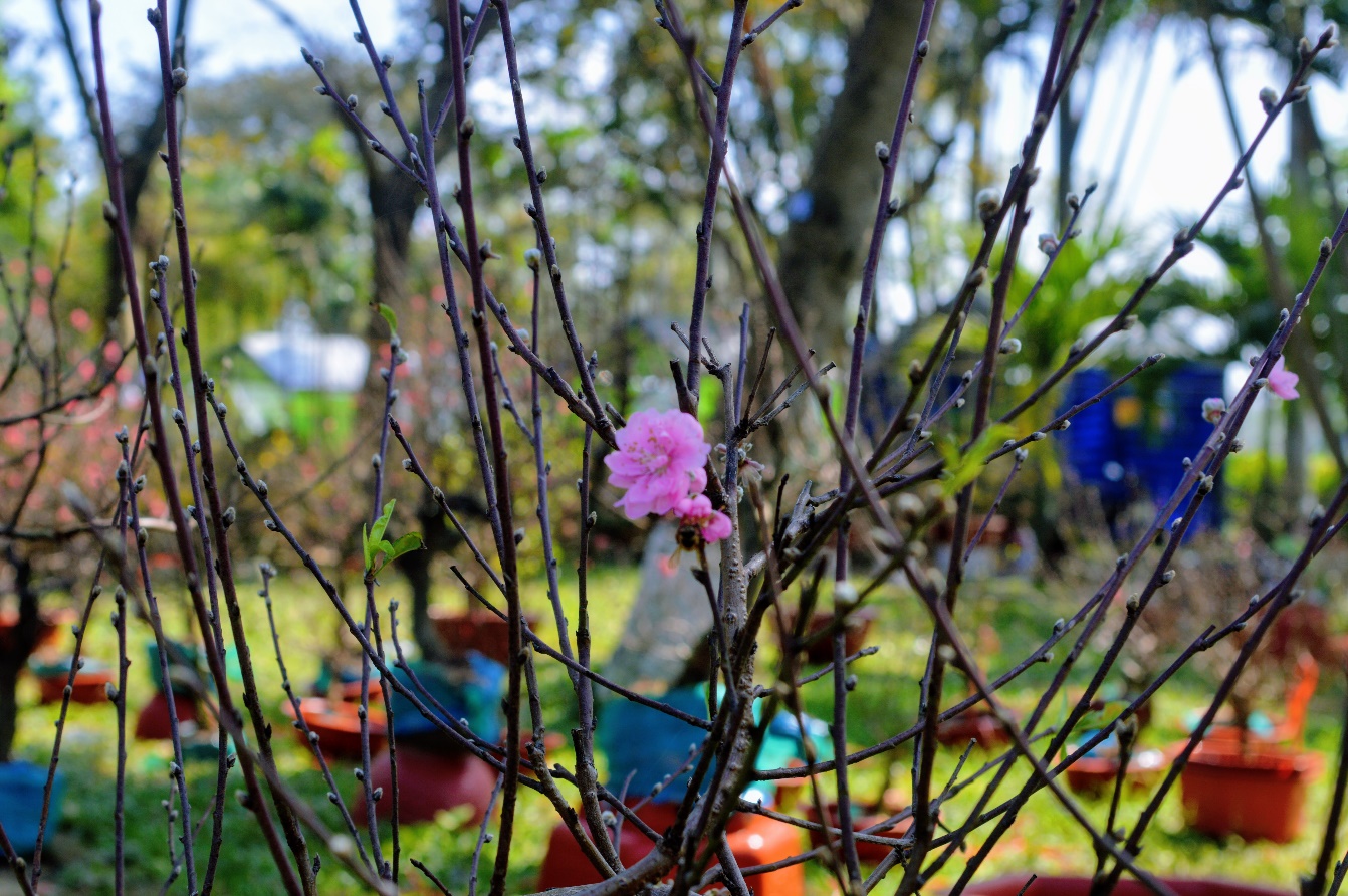 Rực rỡ sắc màu ở chợ hoa Xuân ở Huế - 14