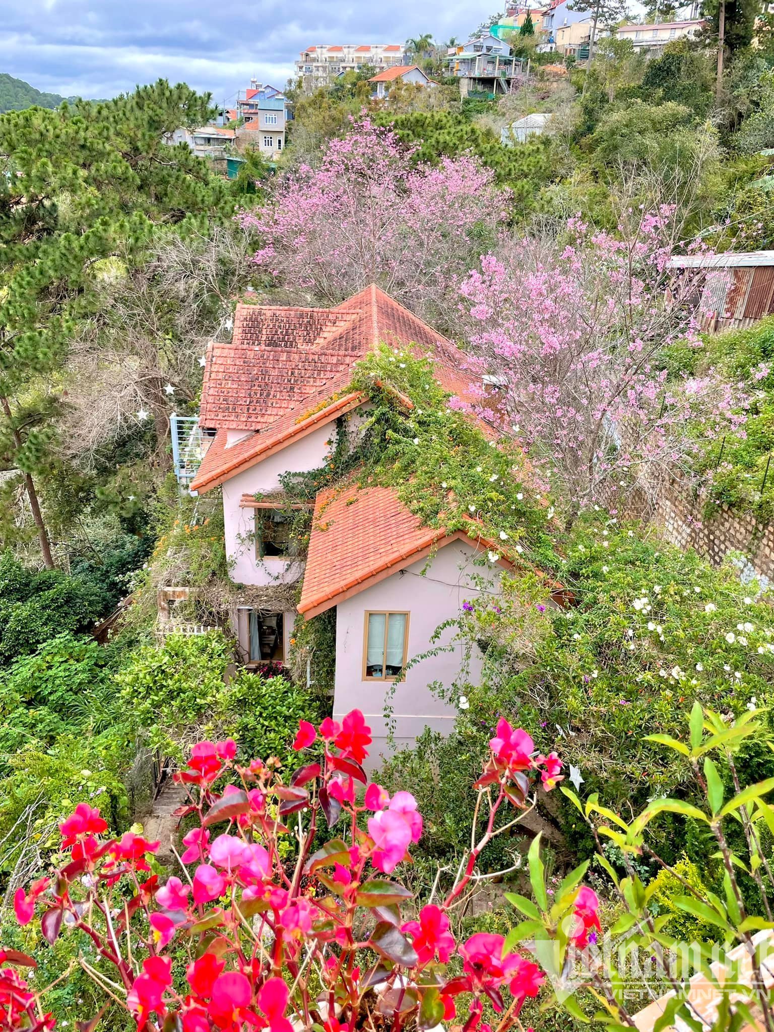 Ngôi nhà phủ kín mai anh đào, nơi nghỉ dưỡng 'trốn dịch' đẹp như mơ của gia đình Sài Gòn - 1
