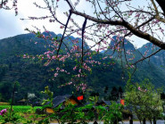 Mưa xuân qua cổ trấn hoa đào