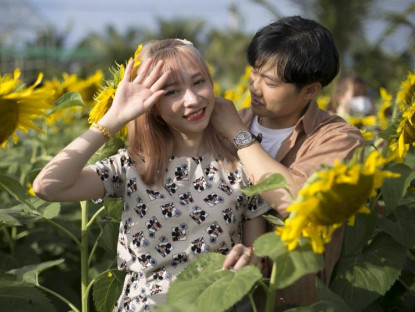 Du khảo - Vườn hoa hướng dương mới ở Phú Yên hút khách