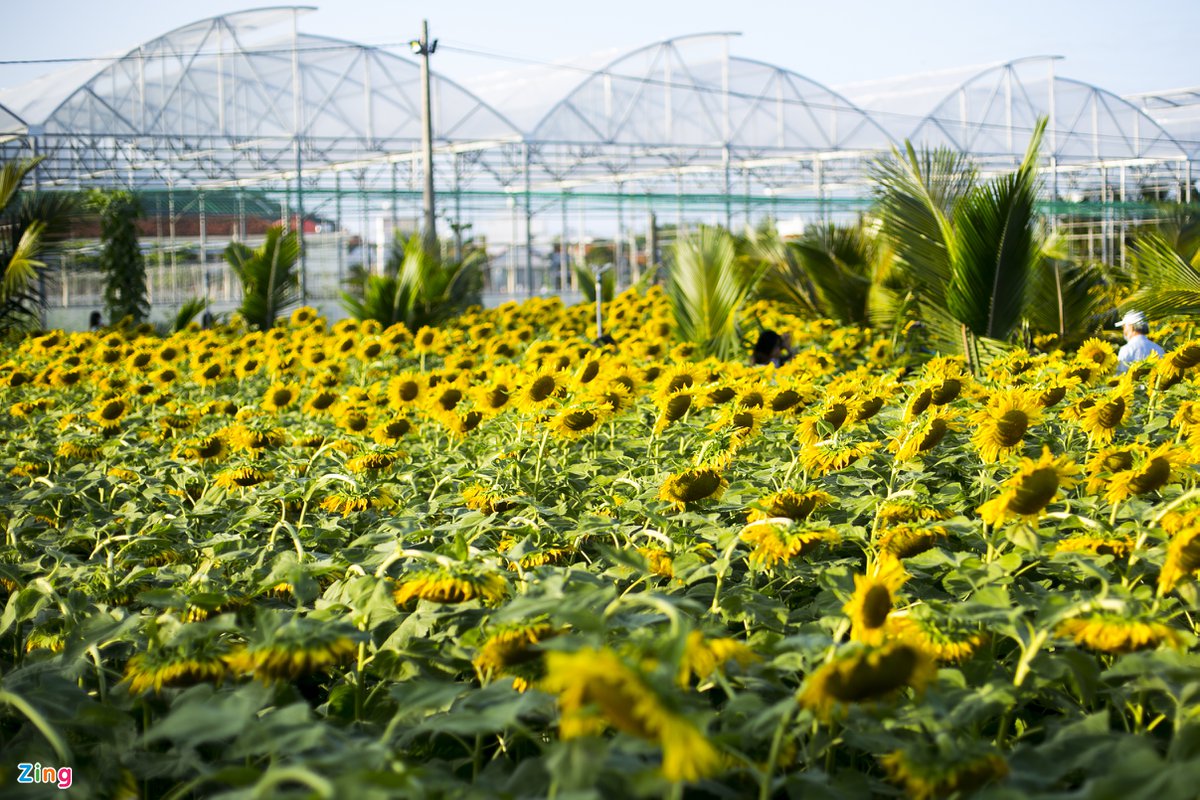 Vườn hoa hướng dương mới ở Phú Yên hút khách - 1