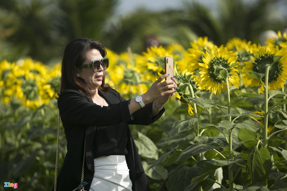 Vườn hoa hướng dương mới ở Phú Yên hút khách - 4