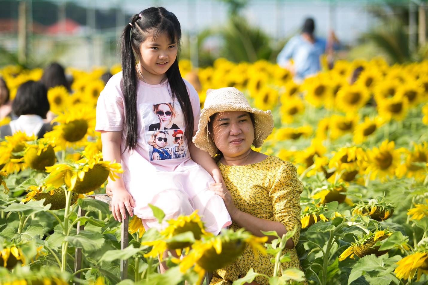 Vườn hoa hướng dương mới ở Phú Yên hút khách - 6