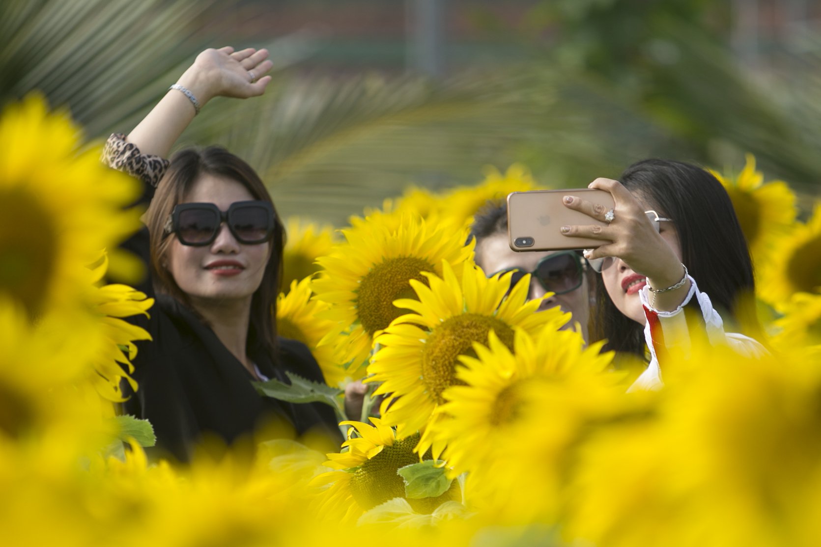 Vườn hoa hướng dương mới ở Phú Yên hút khách - 7