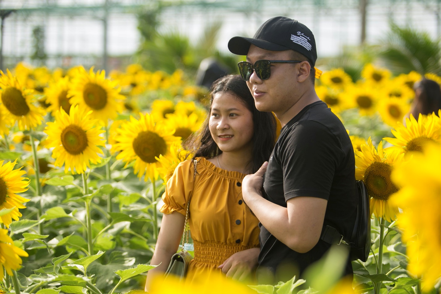 Vườn hoa hướng dương mới ở Phú Yên hút khách - 8