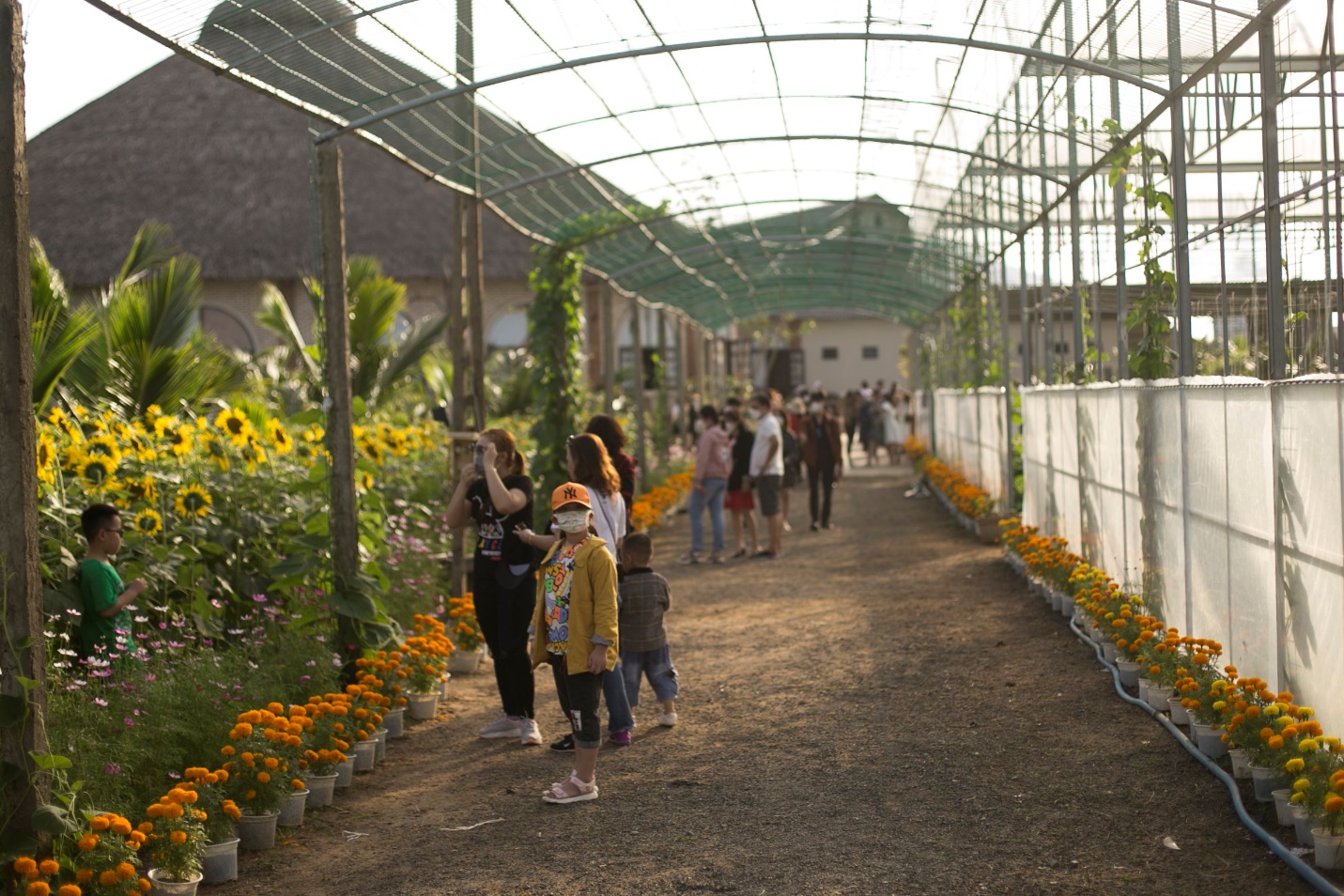 Vườn hoa hướng dương mới ở Phú Yên hút khách - 11