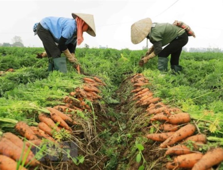 Lần đầu tiên Hải Dương tổ chức lễ hội thu hoạch cà rốt