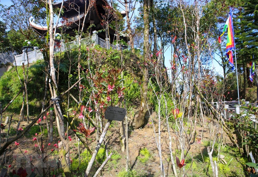 Hoa đào chuông bung nở, khoe sắc trên đỉnh núi Bà Nà - 5